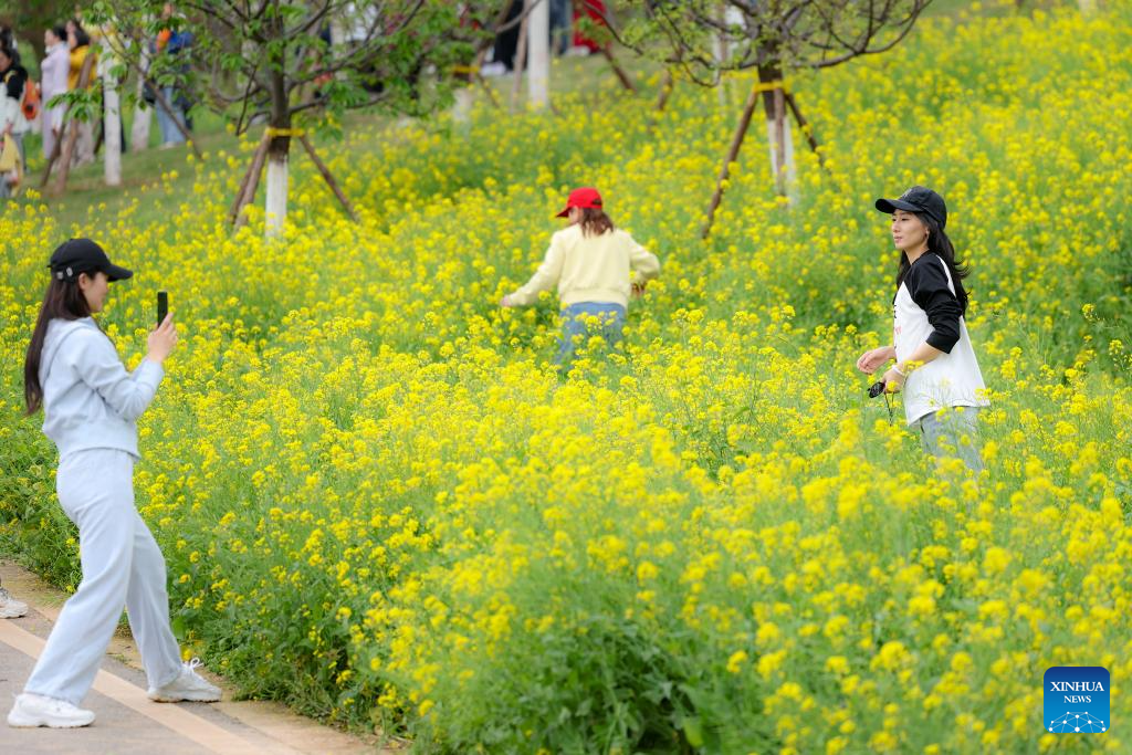 Flower-themed scenic areas drive rural tourism in Chongqing's village