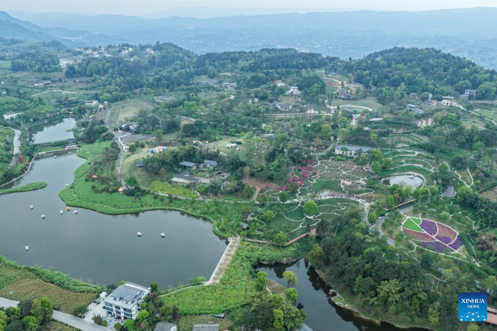 Flower-themed scenic areas drive rural tourism in Chongqing's village