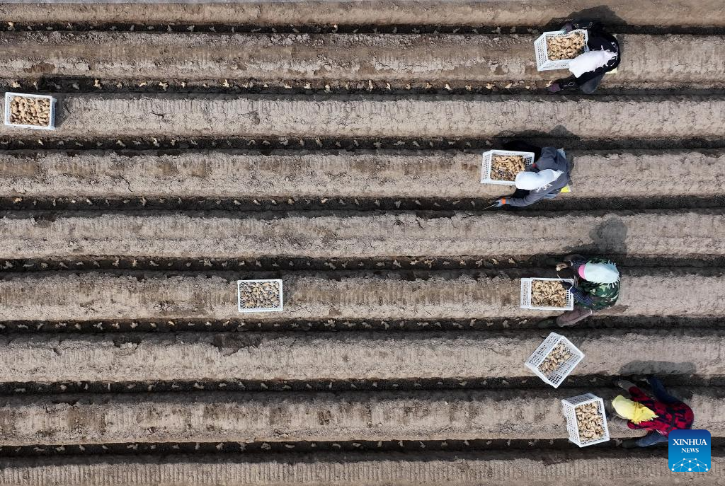 Spring farming in full swing in Fengnan, China's Hebei
