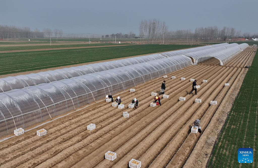 Spring farming in full swing in Fengnan, China's Hebei