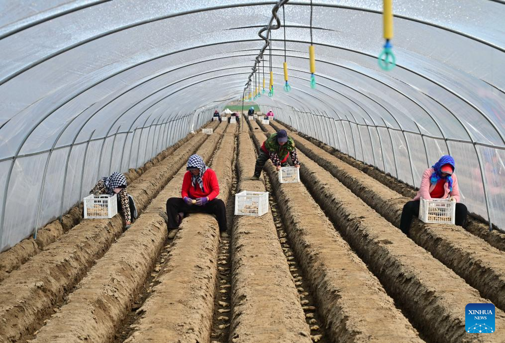 Spring farming in full swing in Fengnan, China's Hebei