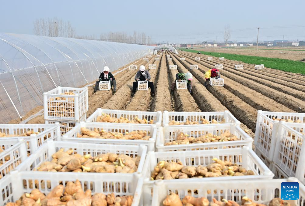Spring farming in full swing in Fengnan, China's Hebei