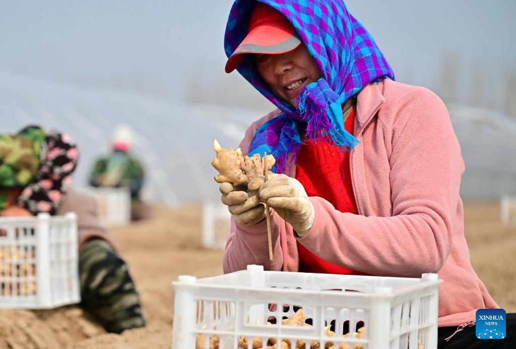 Spring farming in full swing in Fengnan, China's Hebei