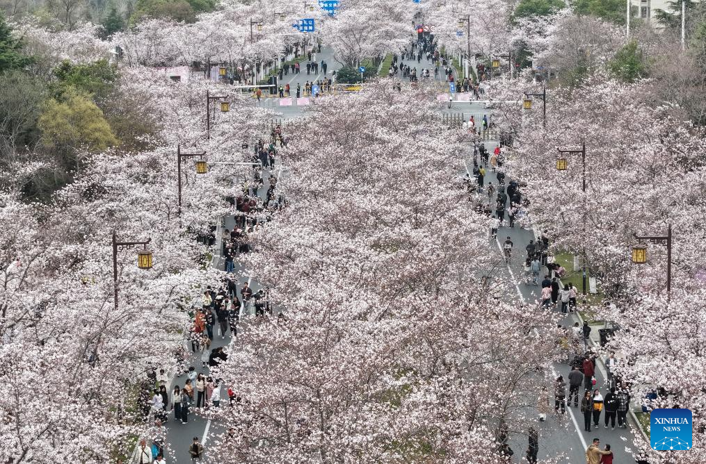 Spring scenery across China