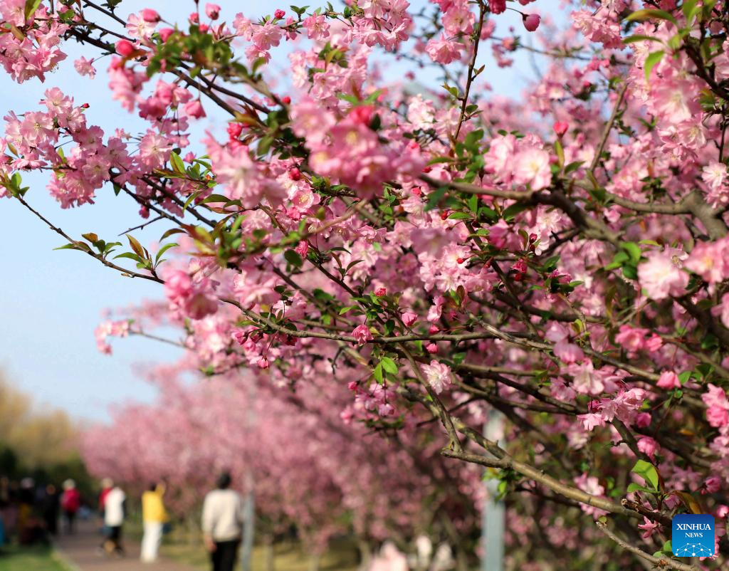 Spring scenery across China