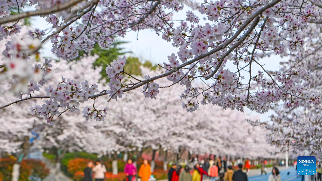 Spring scenery across China