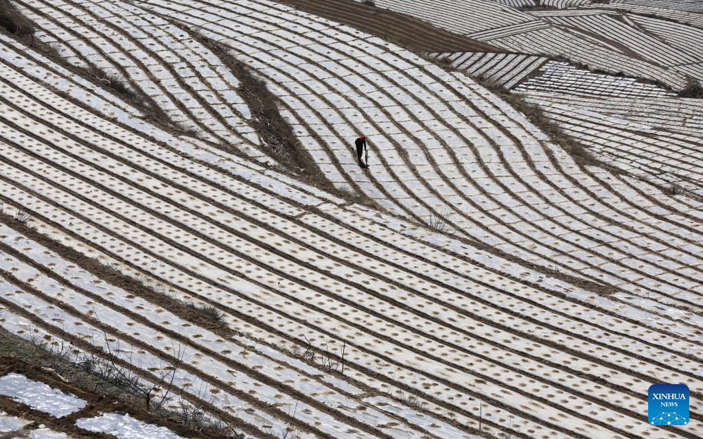 Farmers busy with spring plowing in China's Gansu