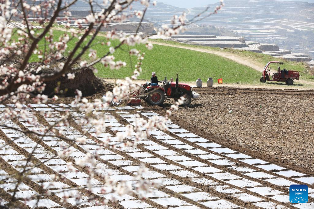 Farmers busy with spring plowing in China's Gansu