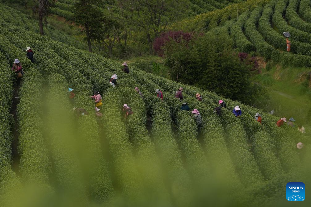 White tea enters harvest season in Anji, E China's Zhejiang