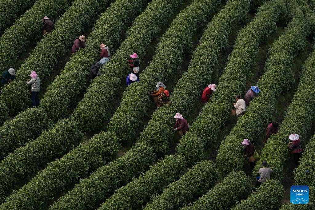 White tea enters harvest season in Anji, E China's Zhejiang