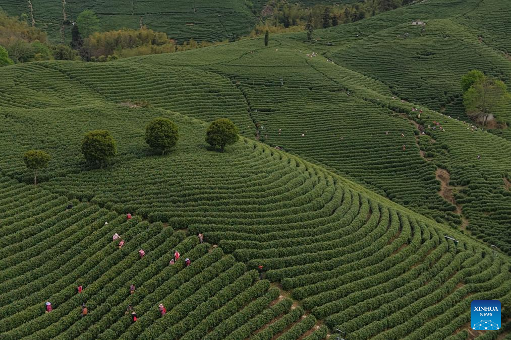 White tea enters harvest season in Anji, E China's Zhejiang