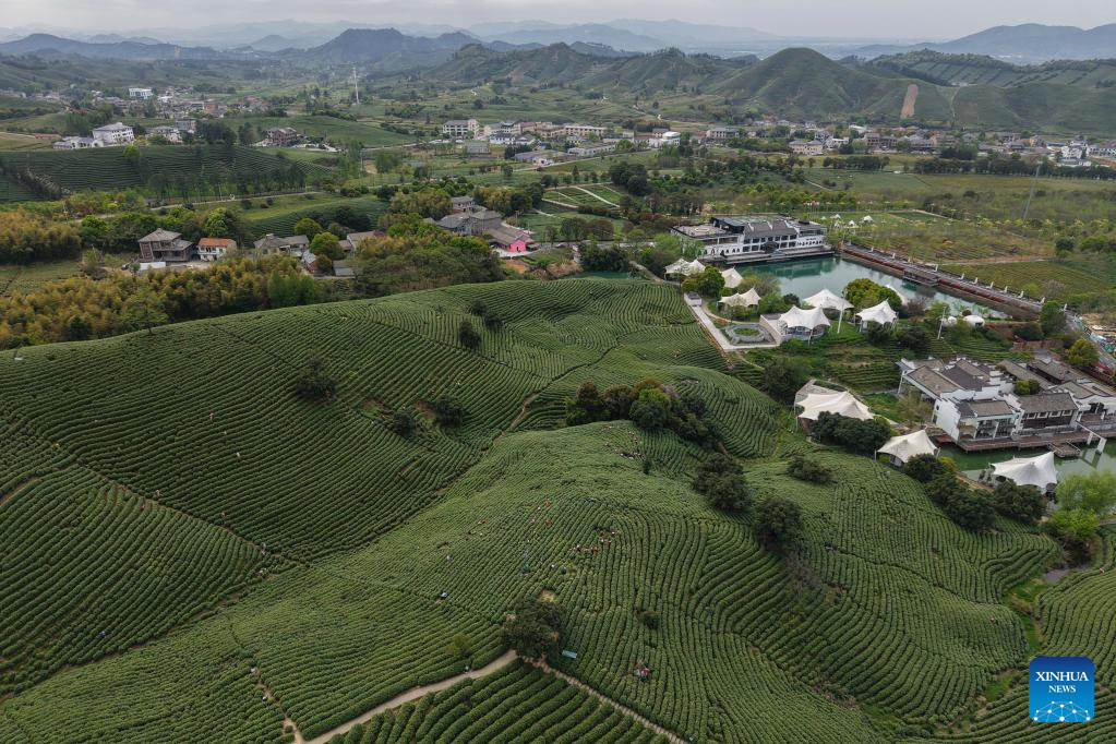 White tea enters harvest season in Anji, E China's Zhejiang