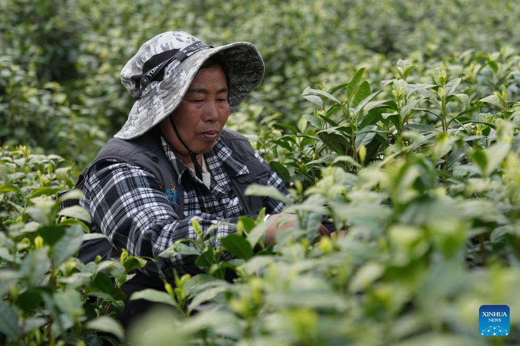 White tea enters harvest season in Anji, E China's Zhejiang