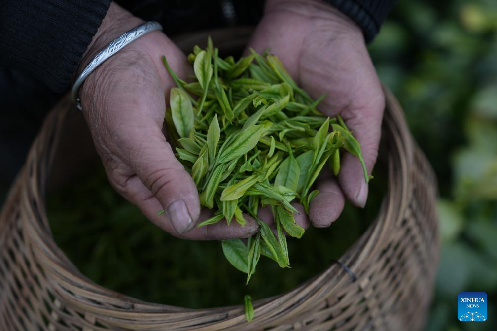 White tea enters harvest season in Anji, E China's Zhejiang