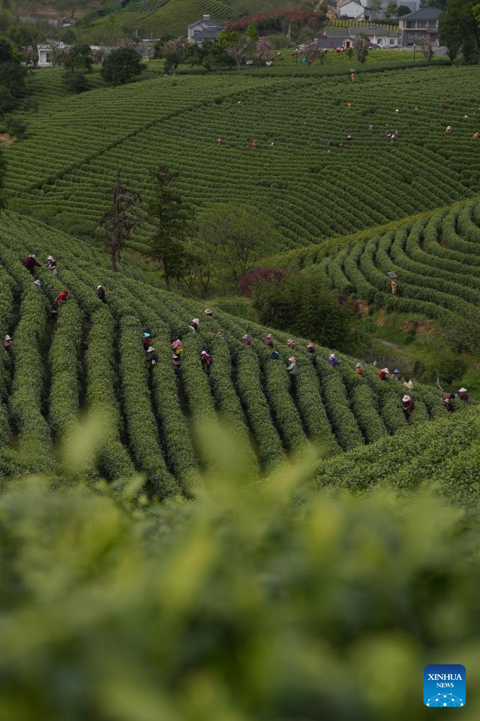 White tea enters harvest season in Anji, E China's Zhejiang