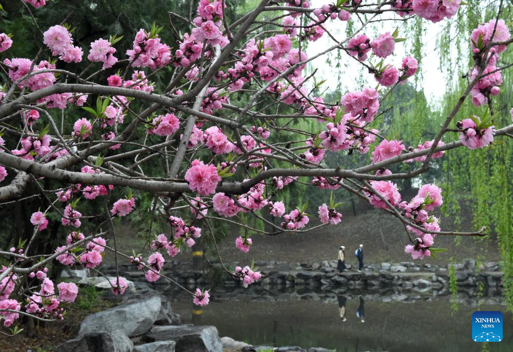 Spring tourism festival kicks off at Yuanmingyuan Park in Beijing