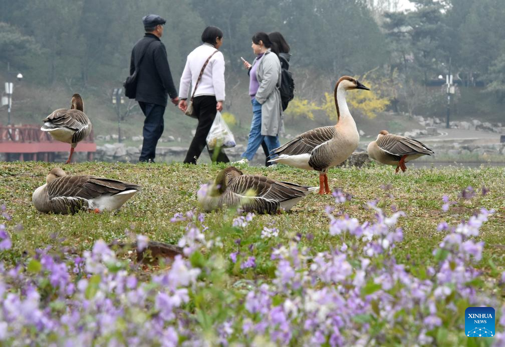 Spring tourism festival kicks off at Yuanmingyuan Park in Beijing
