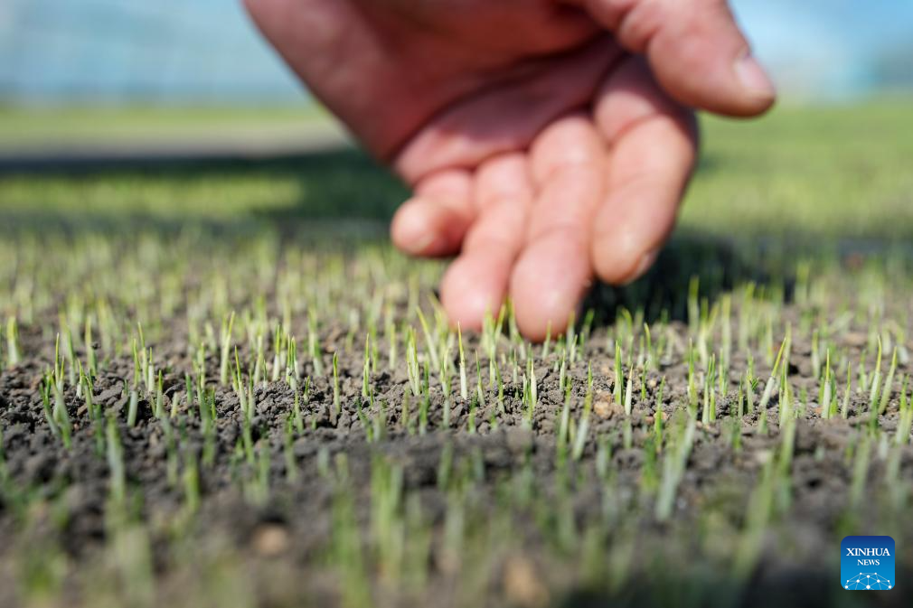 NE China's Heilongjiang enters spring ploughing season for rice