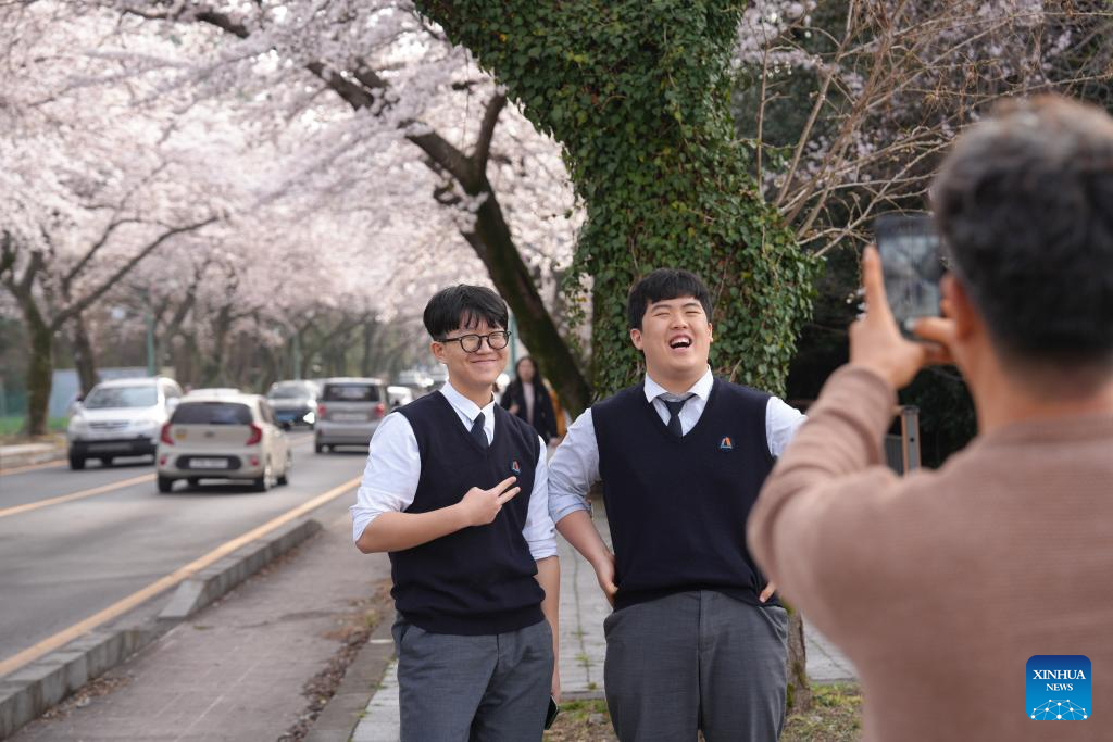 View of cherry blossoms in Jeju Island, South Korea