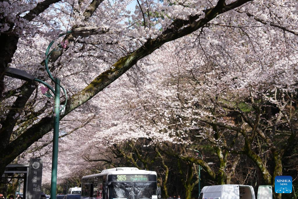 View of cherry blossoms in Jeju Island, South Korea