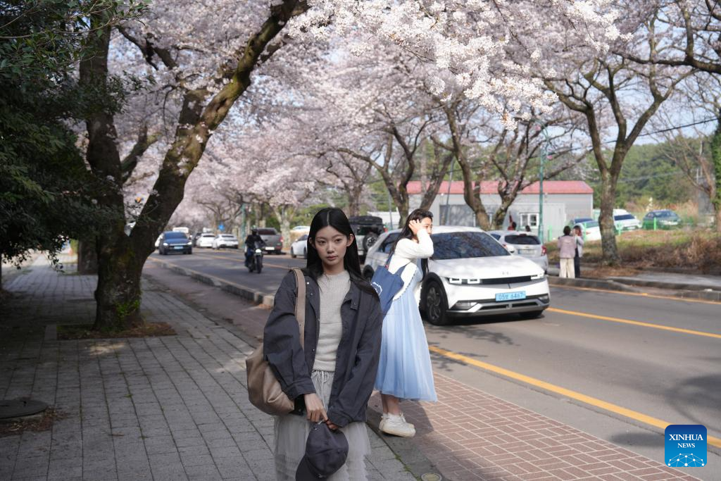 View of cherry blossoms in Jeju Island, South Korea