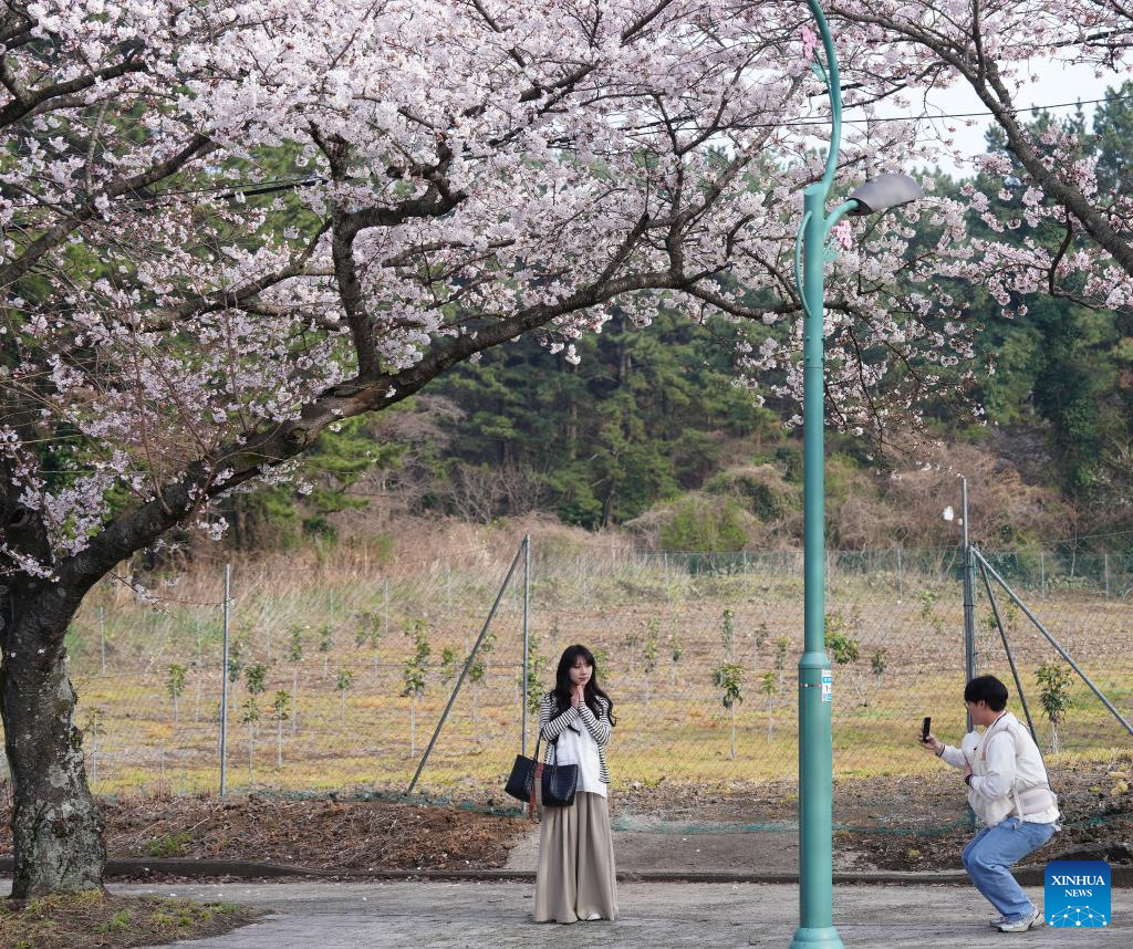 View of cherry blossoms in Jeju Island, South Korea