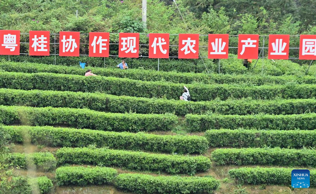 Tea industry thrives in Liuzhou, China's Guangxi