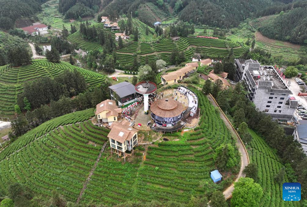Tea industry thrives in Liuzhou, China's Guangxi