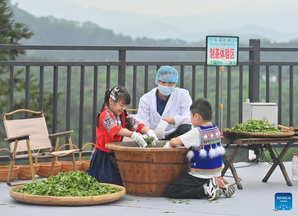 Tea industry thrives in Liuzhou, China's Guangxi