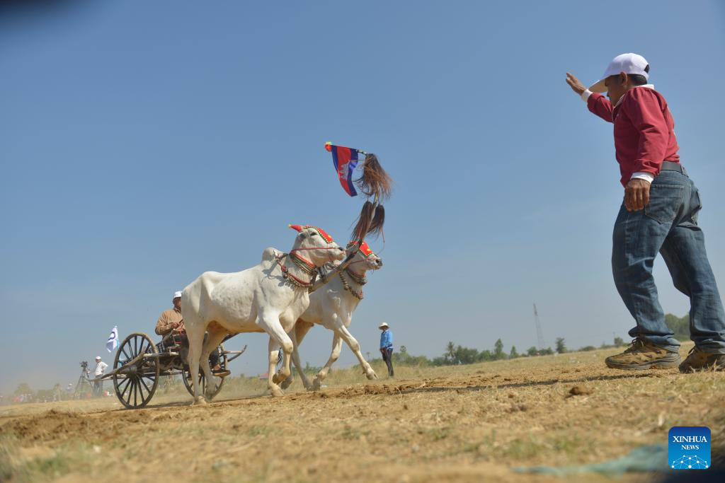 Ox-cart race held to celebrate upcoming Cambodian New Year
