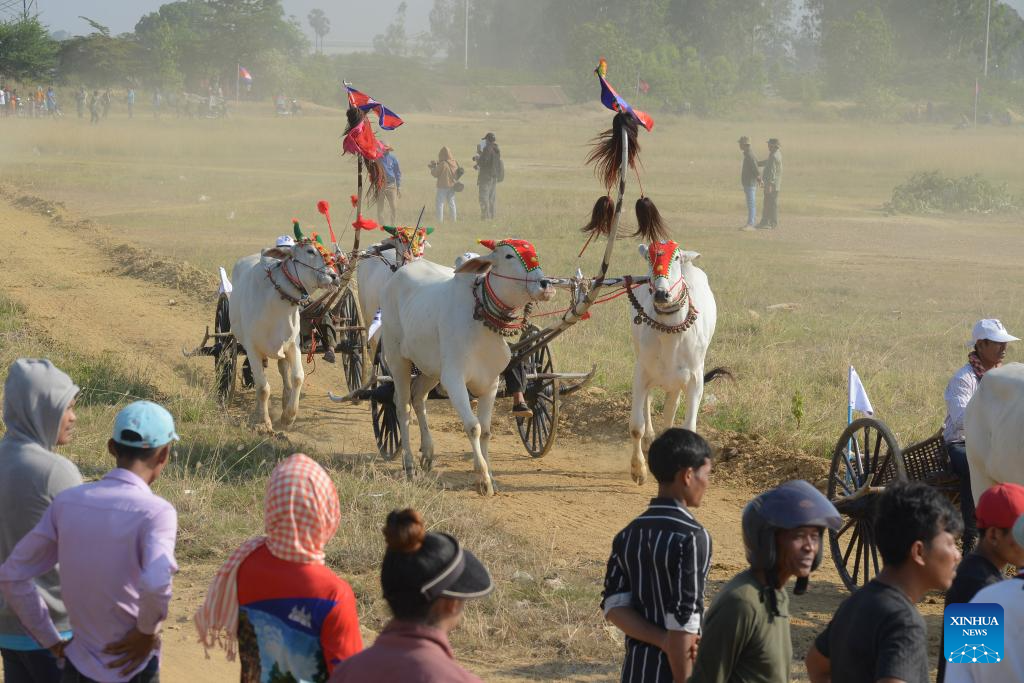 Ox-cart race held to celebrate upcoming Cambodian New Year