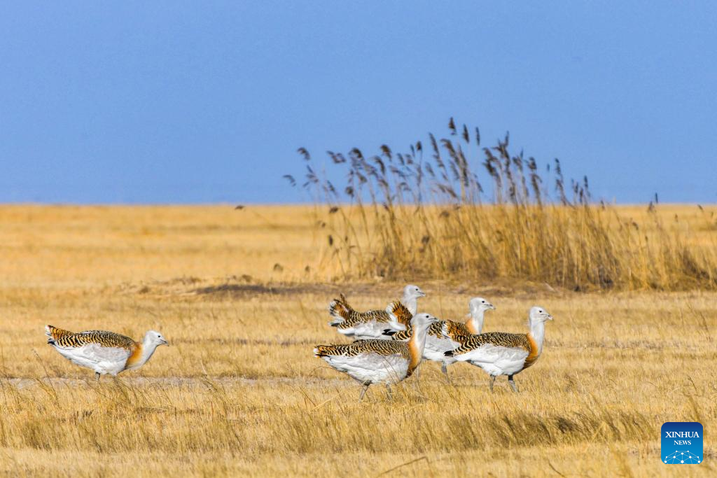 Great bustards spotted in NE China's Heilongjiang