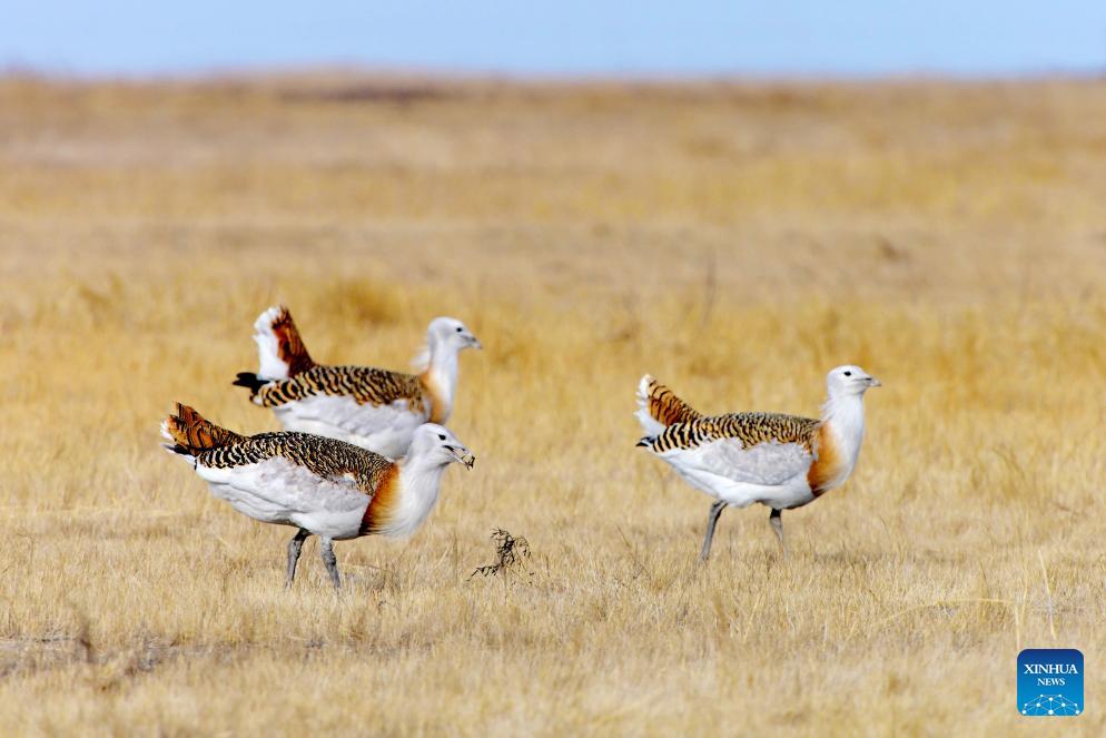 Great bustards spotted in NE China's Heilongjiang