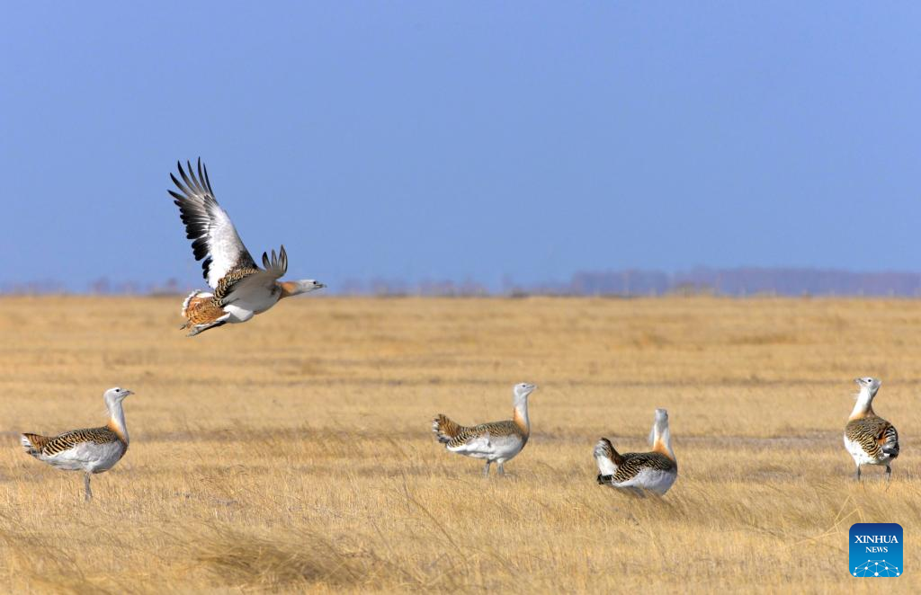Great bustards spotted in NE China's Heilongjiang