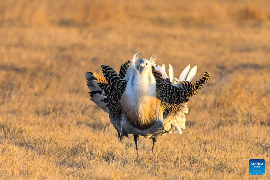 Great bustards spotted in NE China's Heilongjiang
