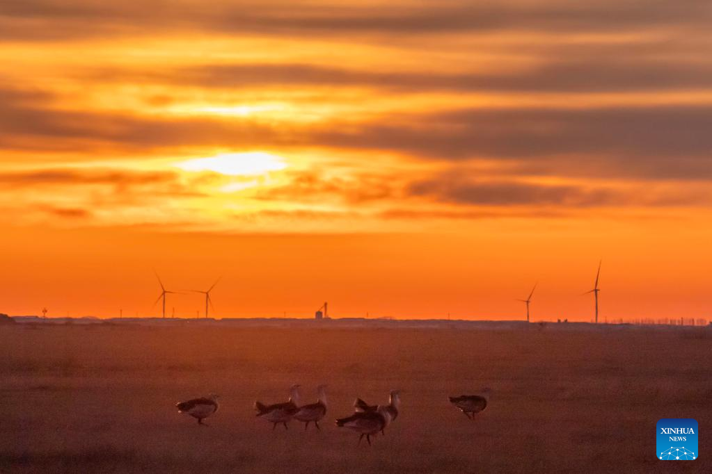 Great bustards spotted in NE China's Heilongjiang