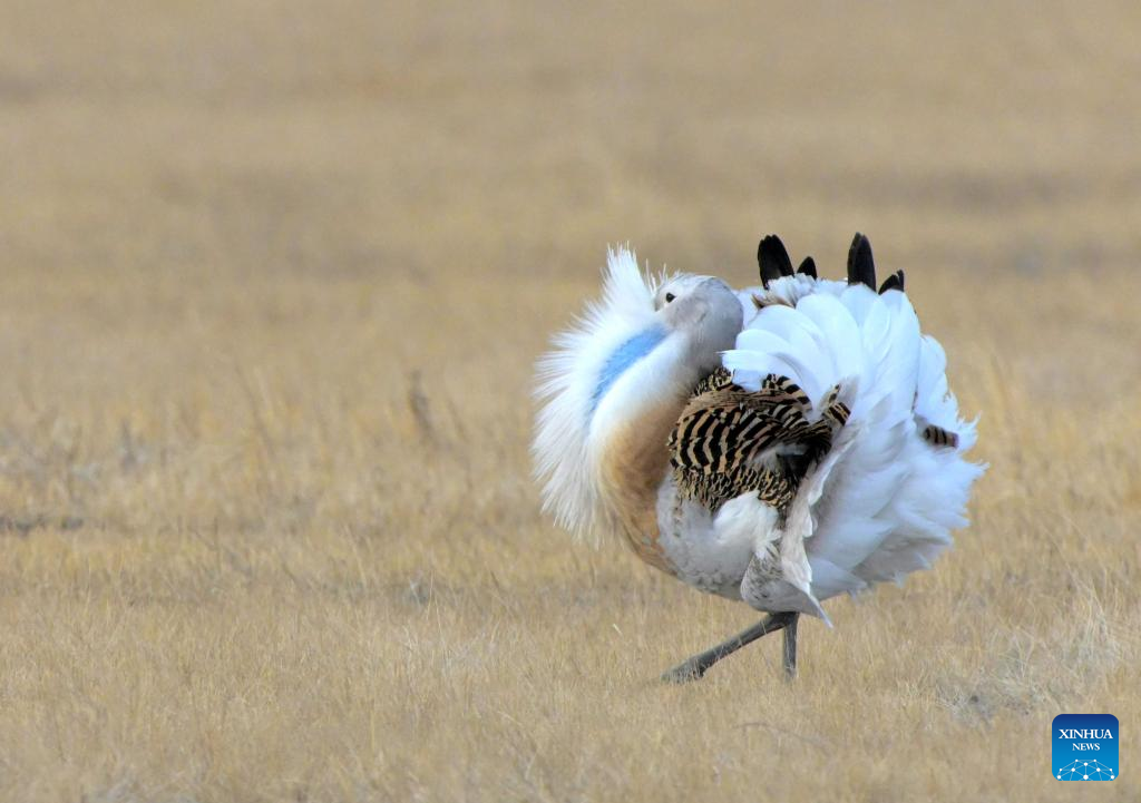 Great bustards spotted in NE China's Heilongjiang