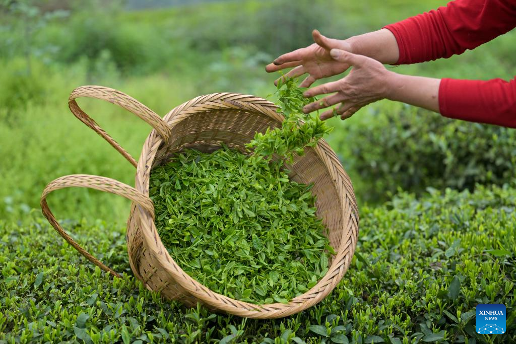 Spring farming in full swing across China