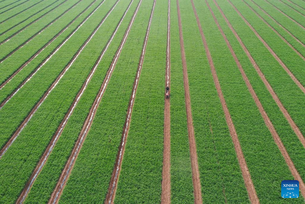 Spring farming in full swing across China
