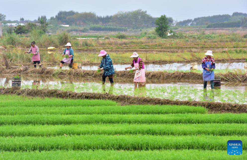 Spring farming in full swing across China