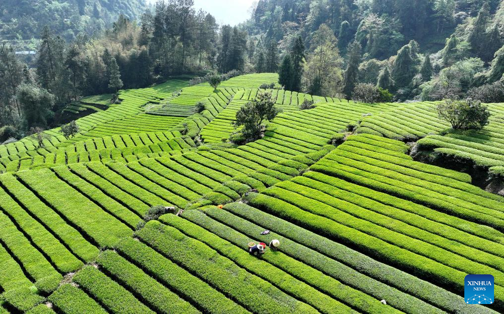Spring farming in full swing across China