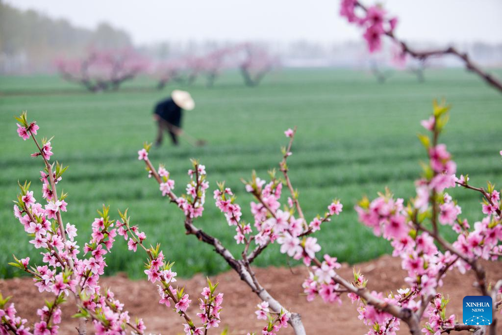 Spring farming in full swing across China