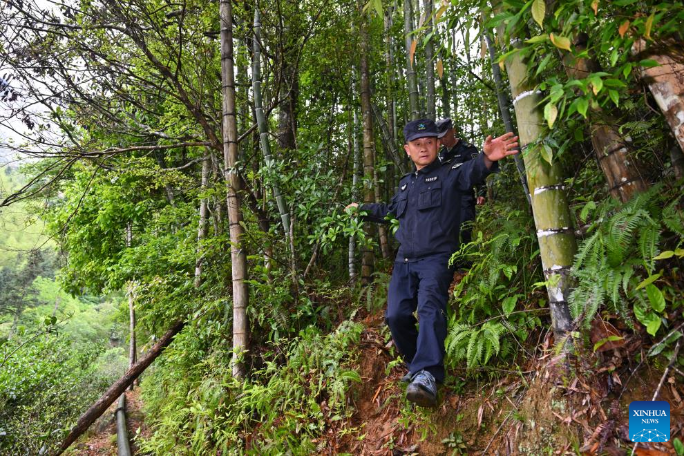 Local tea farmer guards Wuyishan National Park as part-time forest ranger in China's Fujian