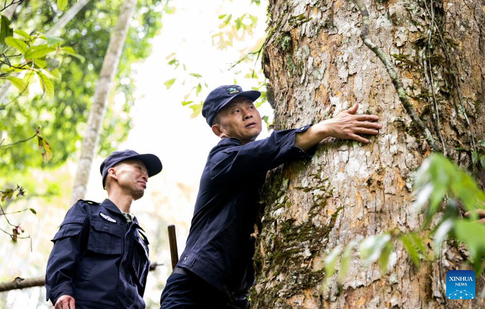 Local tea farmer guards Wuyishan National Park as part-time forest ranger in China's Fujian