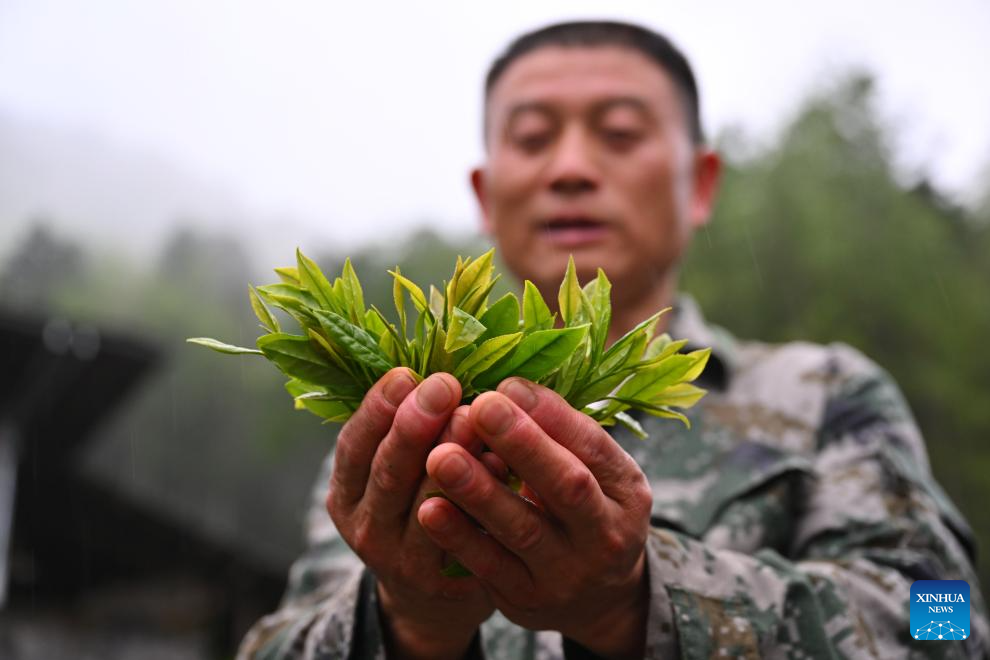 Local tea farmer guards Wuyishan National Park as part-time forest ranger in China's Fujian