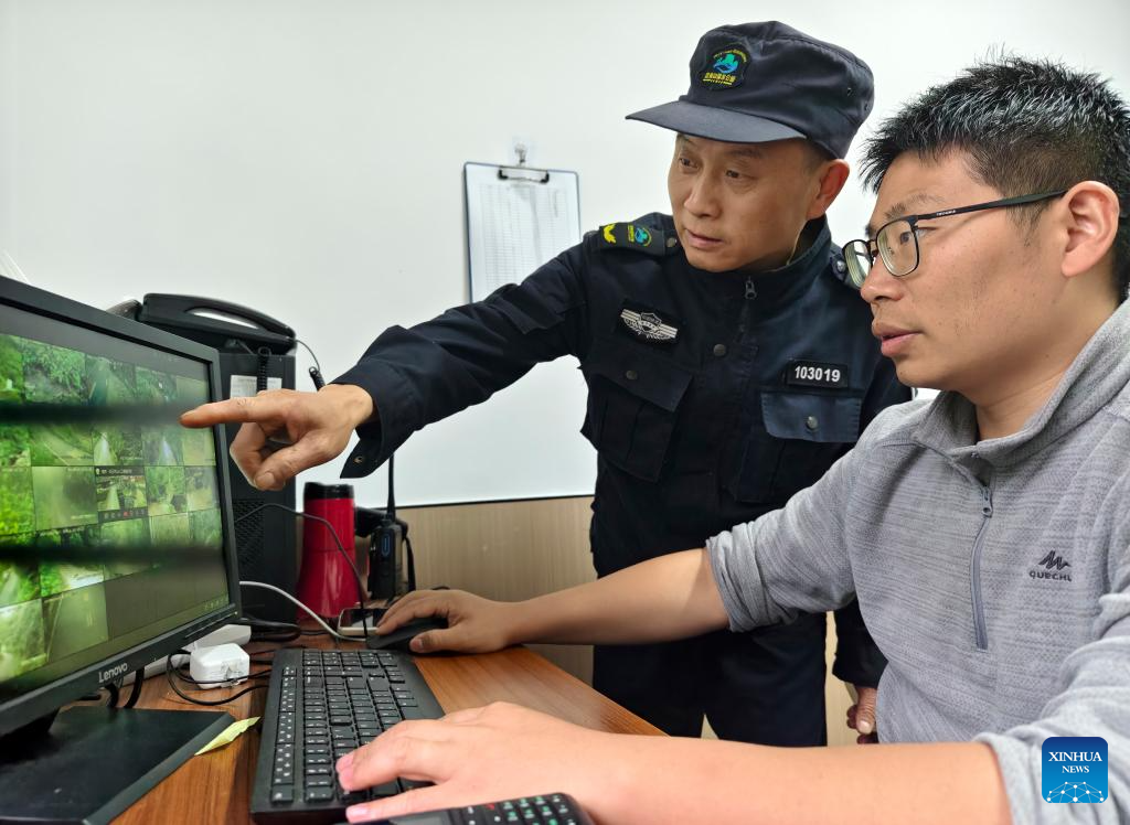 Local tea farmer guards Wuyishan National Park as part-time forest ranger in China's Fujian