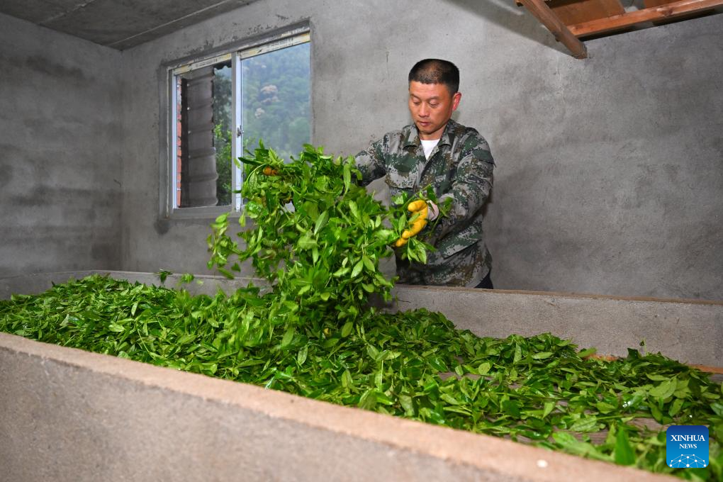 Local tea farmer guards Wuyishan National Park as part-time forest ranger in China's Fujian