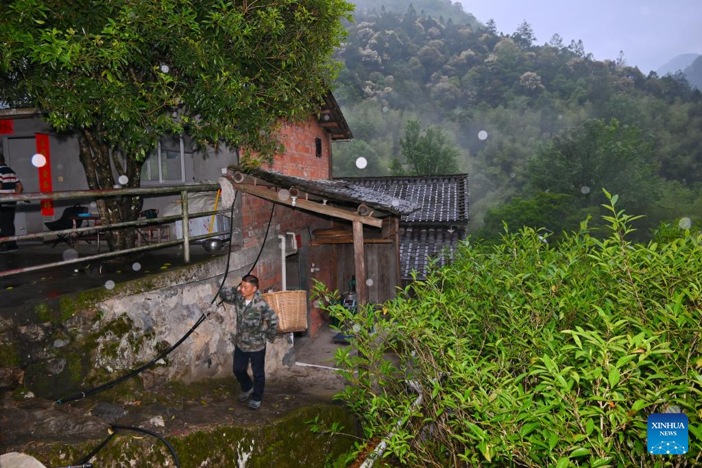 Local tea farmer guards Wuyishan National Park as part-time forest ranger in China's Fujian