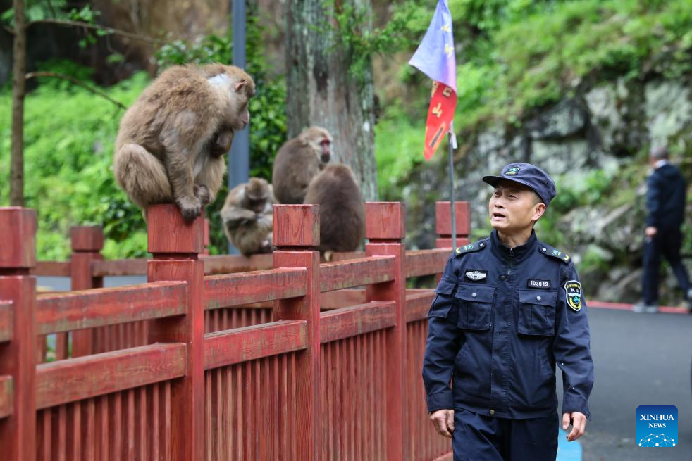 Local tea farmer guards Wuyishan National Park as part-time forest ranger in China's Fujian