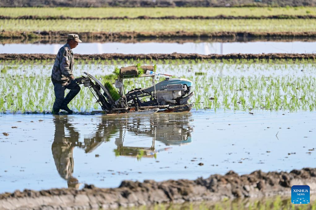 Farmers transplant rice seedlings in China's Xinjiang
